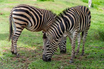 Obraz premium Zebras grazing together on green grass field