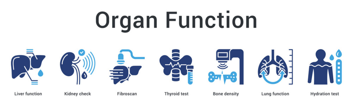Organ function banner web icon monitors liver, kidney, thyroid, bone and lung health through specialized testing.