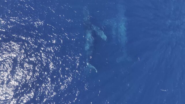 Humpback Whale Close Aerial Drone View - Midday Cabo San Lucas, Mexico Part 3 - Aerial Drone 4K