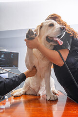 Veterinary cardiologist performing ultrasound heart exam on a yellow Labrador retriever. Professional vet team providing medical care and diagnostic imaging for a calm dog in a modern clinic.