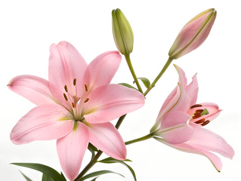 Pink lilies, one blooming and one unbloomed, symbolize pure love and compassion. They are given to express sincerity to a loved one, often as a token of blossoming feelings, with their vibrant color.