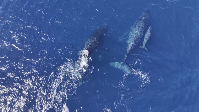 Humpback Whale Close Aerial Drone View - Midday Cabo San Lucas, Mexico Part 2 - Aerial Drone 4K
