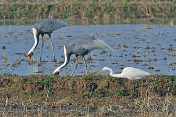 Obraz premium ダイサギとナベヅル（鹿児島県・出水市） 