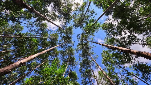 Upward view of a eucalyptus forest canopy in Brazil, with tall treetops swaying in the wind under a blue sky with scattered clouds. The motion of the leaves highlights wind influence on vegetation