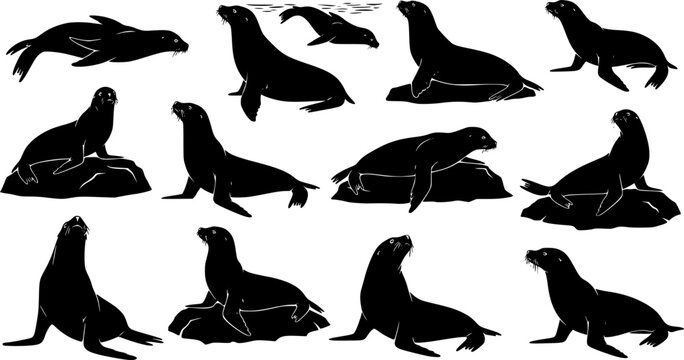 set of silhouettes of sealion 
