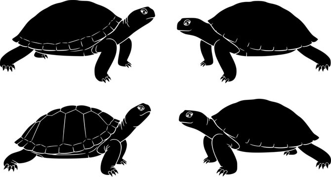 turtle on a white background