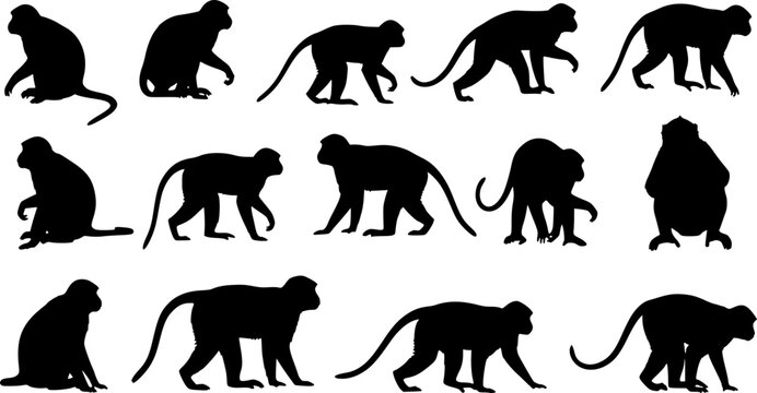 vector silhouettes of monkey