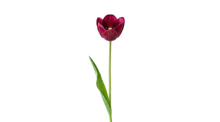 Fototapeta premium Single dark red purple tulip flower isolated on transparent background