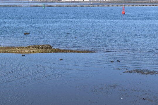 Coots swimming in the sea near the breakwater and buoys