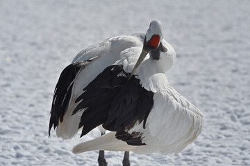 羽づくろいをするタンチョウ（北海道・鶴居村）  © 愛 高行