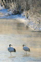 Obraz premium 塒で休むタンチョウのつがい（北海道・鶴居村） 