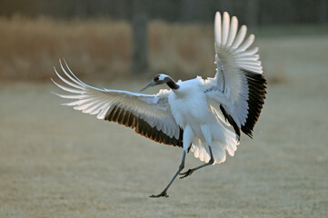 舞い降りるタンチョウ（北海道・鶴居村）  © 愛 高行