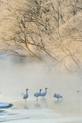Obraz premium 樹氷とタンチョウのねぐら（北海道・鶴居村） 