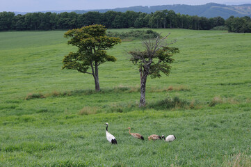 Obraz premium 牧草地を歩くタンチョウの家族（北海道・鶴居村） 