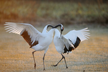 タンチョウの舞（北海道・鶴居村）  © 愛 高行
