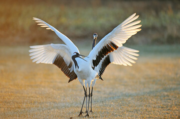 タンチョウの舞（北海道・鶴居村）  © 愛 高行