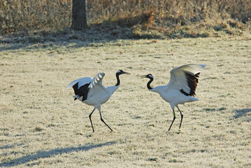 光る霜の中で舞うタンチョウ（北海道・鶴居村）  © 愛 高行