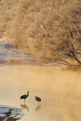 Fototapeta premium 樹氷とタンチョウのつがい（北海道・鶴居村） 