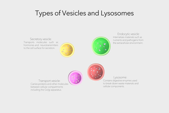3D illustration of vesicles and lysosomes in a cell with labels. Educational diagram of cellular components.