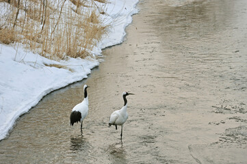 Fototapeta premium 塒で休むタンチョウのつがい（北海道・釧路市） 