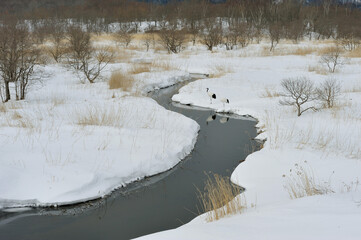 Fototapeta premium 湿原に現れたタンチョウのつがい（北海道・鶴居村） 