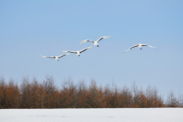 雪原を飛ぶタンチョウ（北海道・鶴居村）  © 愛 高行