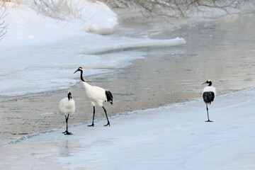 氷上を歩くタンチョウ（北海道・鶴居村）  © 愛 高行