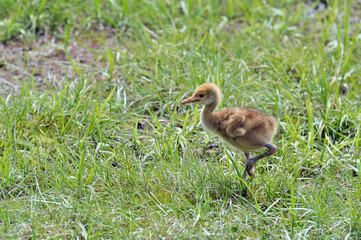 Fototapeta premium タンチョウのヒナ（北海道・釧路市） 