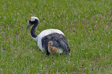 Fototapeta premium タンチョウの親子（北海道・釧路市） 