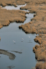 Fototapeta premium 湿原を飛ぶタンチョウの家族（北海道・標茶町） 