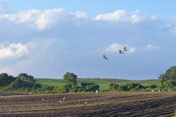 Fototapeta premium 畑に群れるタンチョウ（北海道・鶴居村） 