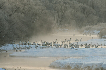 Fototapeta premium 一斉に警戒するタンチョウの群（北海道・鶴居村） 