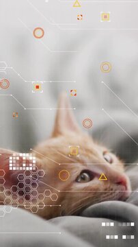 Vertical video: HUD overlay placing eye marker while kitten lifting head and tracking for tech