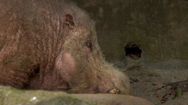 Close Up Profile of a Bornean Bearded Pig in Singapore Zoo