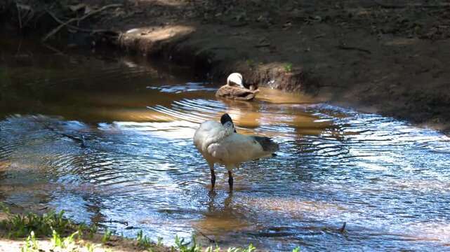 Australian White Ibis Preening in Shallow Water at Australia Zoo