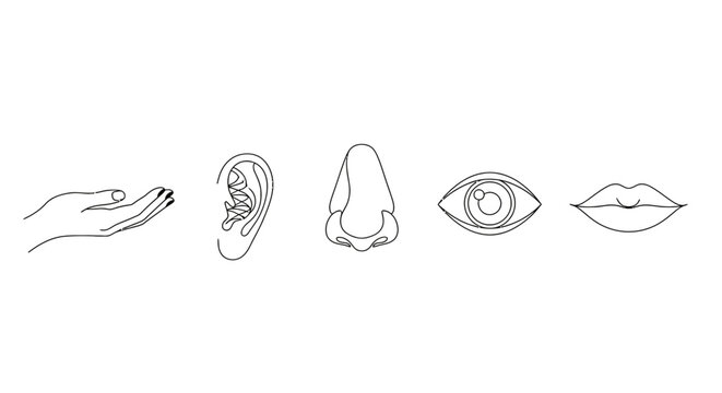 five human senses line art icons hand ear nose eye and mouth for educational and sensory perception content.