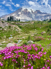 Fototapeta premium Mount Rainier Skyline Trail Scenic Alpine Hike Washington