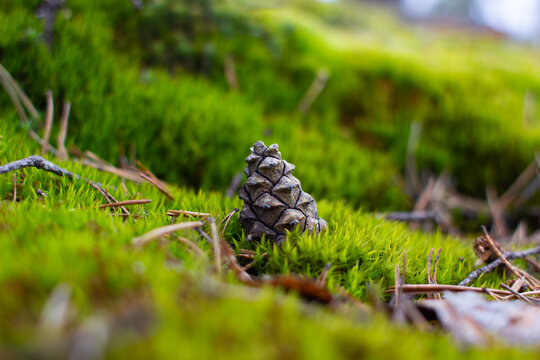 A close-up of a small pine cone in moss, May 8, 2024, Monrepos Museum-Reserve, Vyborg.