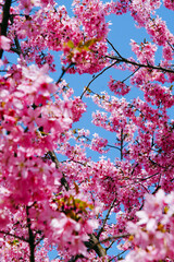 Obraz premium pink cherry blossom中国湖北武汉樱花