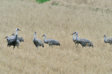 Fototapeta premium カナダヅルの群（鹿児島県・出水市） 