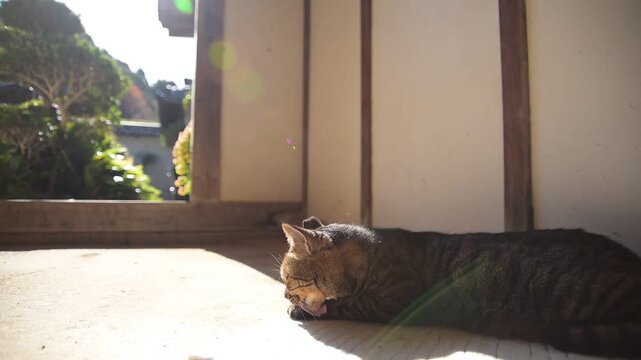 長岳寺の土間でひなたぼっこするトラ猫（奈良県天理市, 2025年12月）