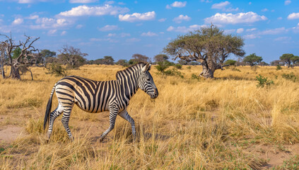 Fototapeta premium Zebra grassland savanna acacia tree stripes wild animal walking under blue sky