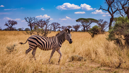 Fototapeta premium Zebra walking through golden savanna grass blue sky with scattered clouds, serene wildlife scene