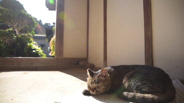 長岳寺の土間でひなたぼっこするトラ猫（奈良県天理市, 2025年12月）