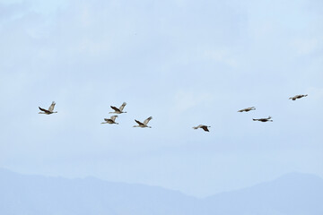 Fototapeta premium 飛翔するカナダヅルの群（鹿児島県・出水市） 