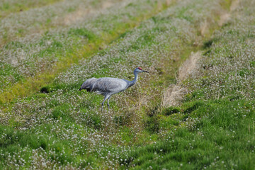 Fototapeta premium 花畑とカナダヅル（鹿児島県・出水市） 