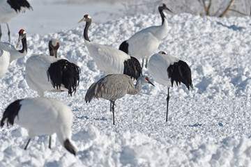 タンチョウ給餌場に現れたカナダヅル（北海道・鶴居村）  © 愛 高行
