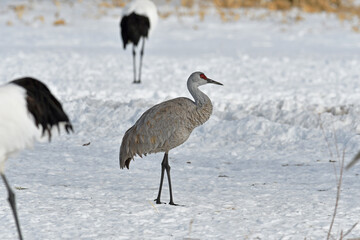 タンチョウ給餌場に現れたカナダヅル（北海道・鶴居村）  © 愛 高行