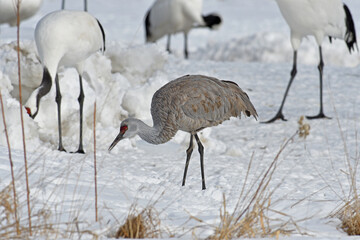 タンチョウ給餌場に現れたカナダヅル（北海道・鶴居村）  © 愛 高行
