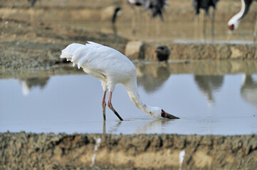 Fototapeta premium 水を飲むソデグロヅルの成鳥（鹿児島県・出水市） 